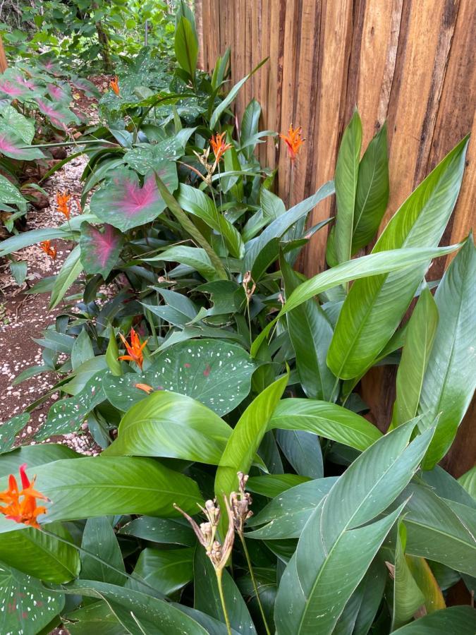 Finca Avellanas Lorena المظهر الخارجي الصورة