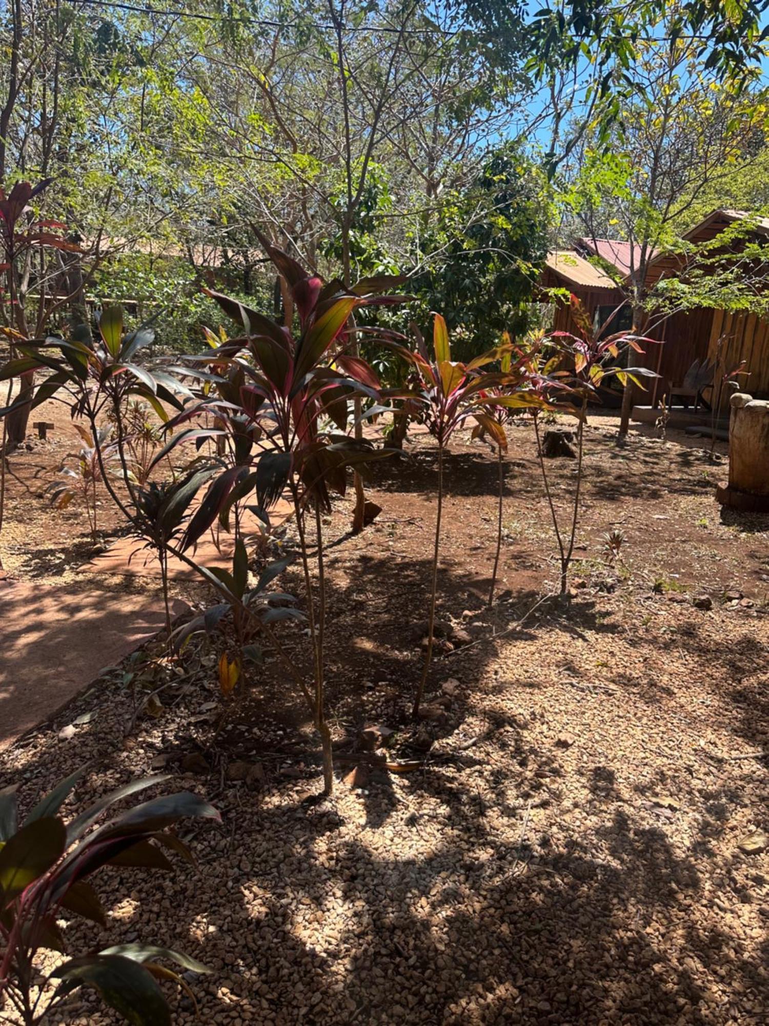 Finca Avellanas Lorena المظهر الخارجي الصورة