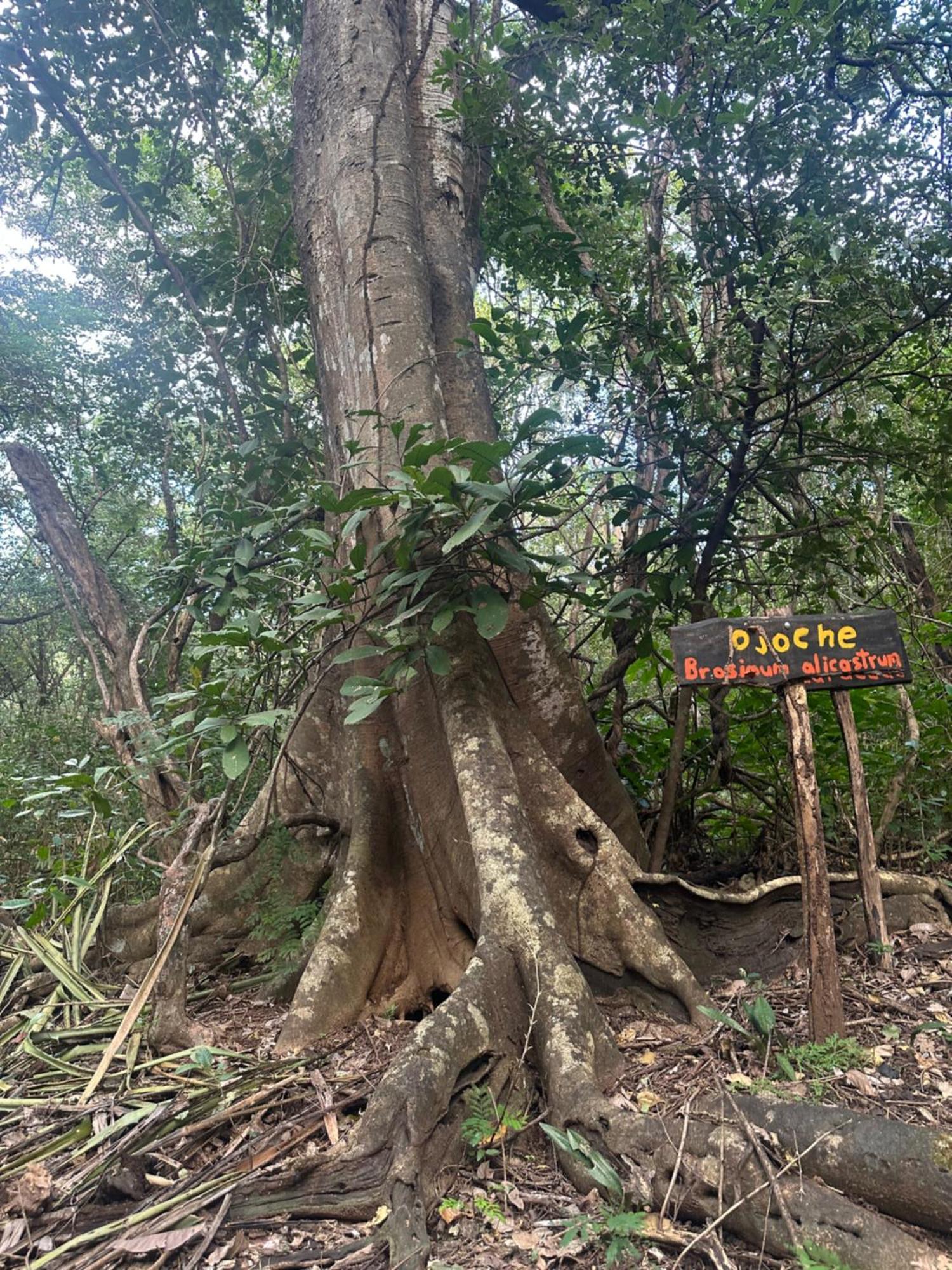 Finca Avellanas Lorena المظهر الخارجي الصورة