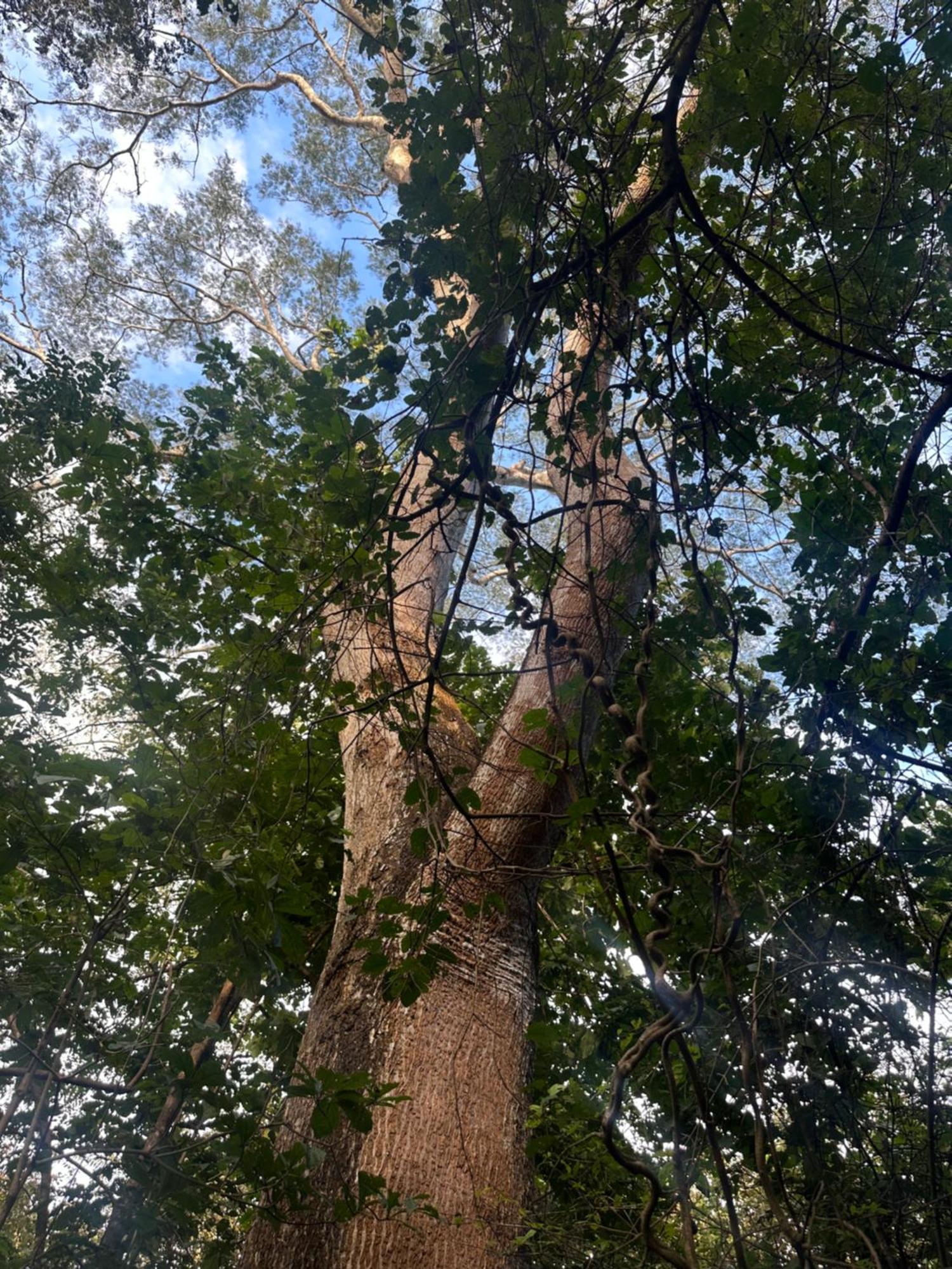 Finca Avellanas Lorena المظهر الخارجي الصورة